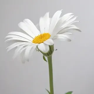 white background flower