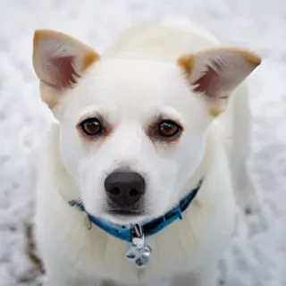 sno dog