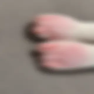 cat paw