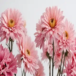 flower with white background