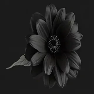 black flower png