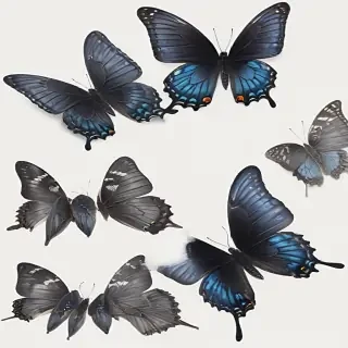 black butterfly png