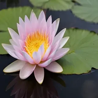 water lily png