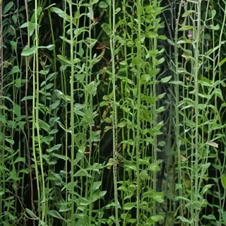 transparent plants