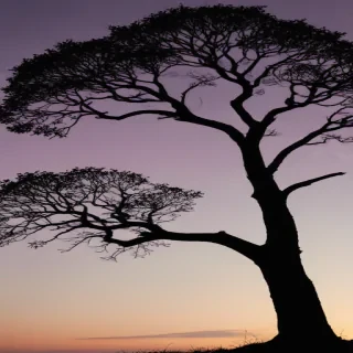 trees silhouette png