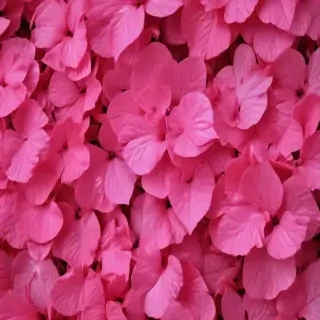 hot pink wallpaper for iphone