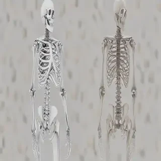 skeleton transparent