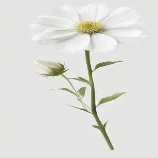 white flower transparent background