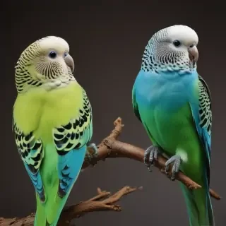 budgies