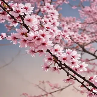 cherry blossom backround