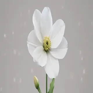 white flower transparent background
