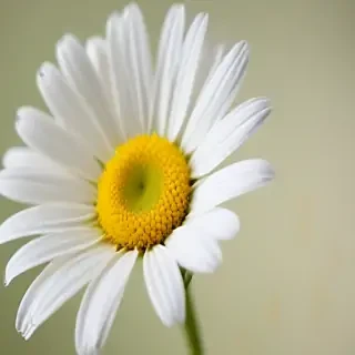 wallpaper daisy flower