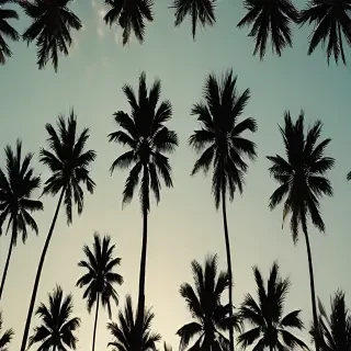palm trees background