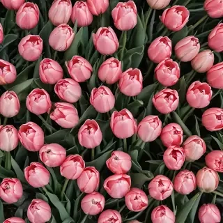 tulips wallpaper aesthetic