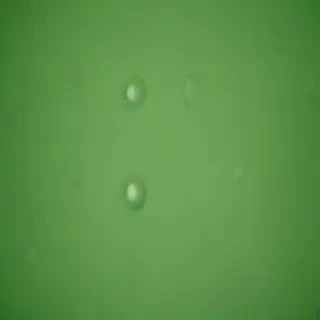 green iphone wallpaper