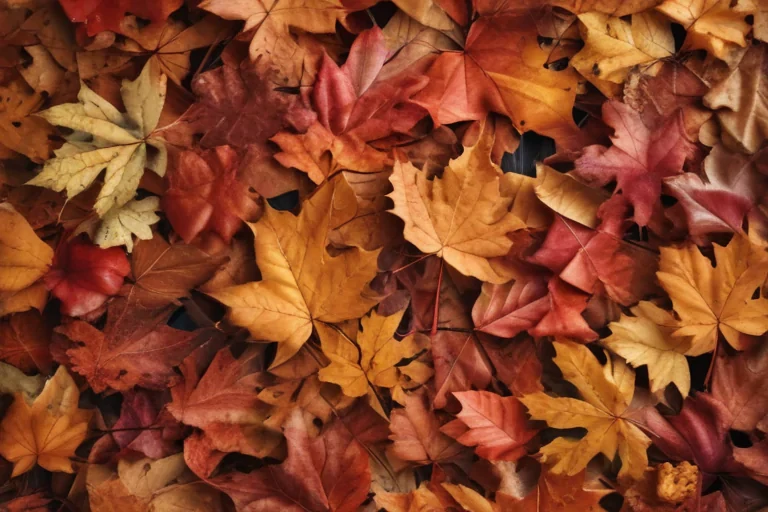 autumn leaves iphone wallpaper