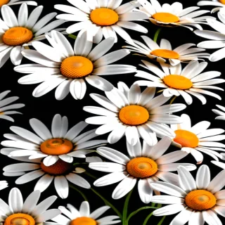daisies png