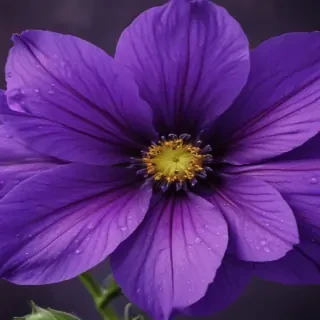 purple flower iphone wallpaper