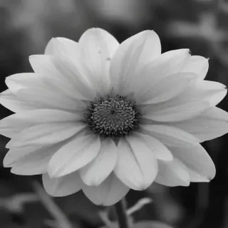 flower images black and white