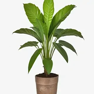 house plant png