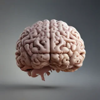 brain png