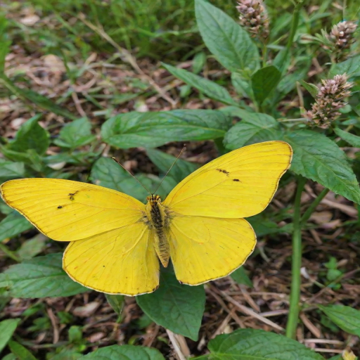 yellow butterfly