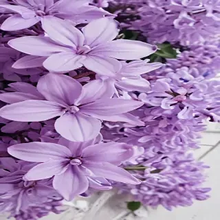 lilac aesthetic