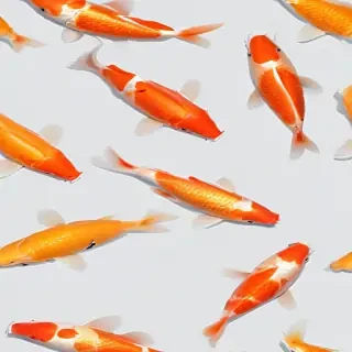 koi fish png
