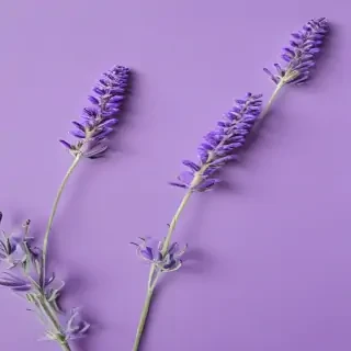 lavender background