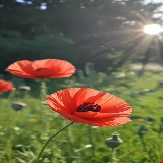 poppy flower