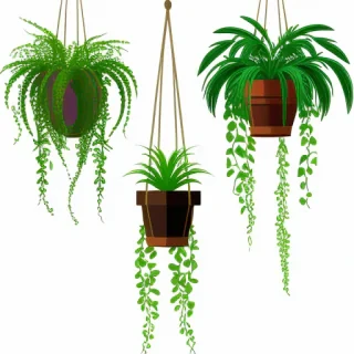hanging plants png