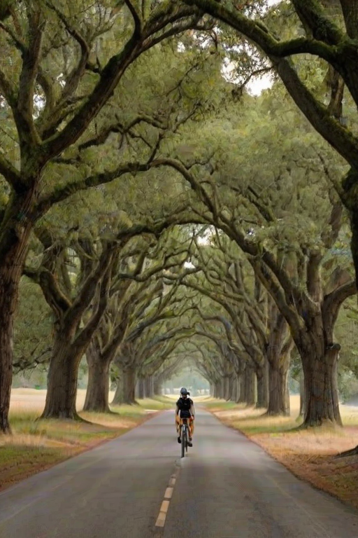 Quiet, rural road lined with towering oak trees, their branches arching overhead, creating a natural canopy for the lone cyclist passing beneath.