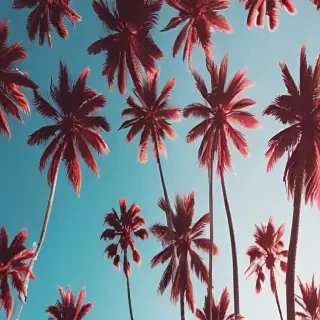 summer phone background