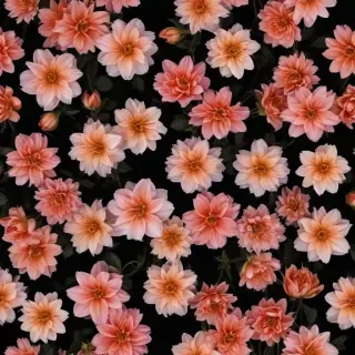 flower black background