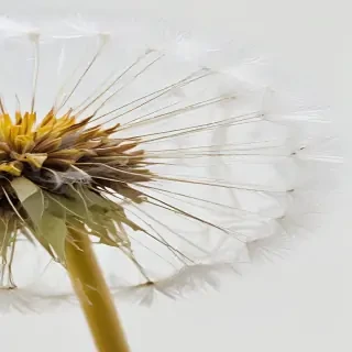 dandelion png