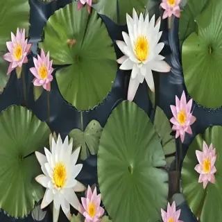 water lily png