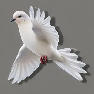 png dove