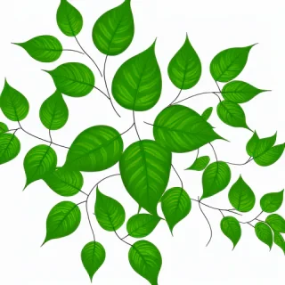 transparent leaves png