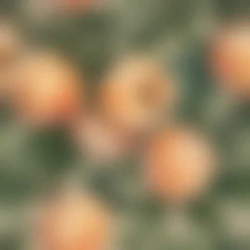 peach aesthetic wallpaper