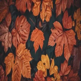 iphone backgrounds fall