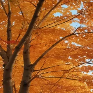 fall leaves aesthetic
