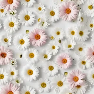 flowers white background
