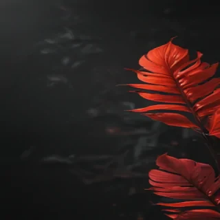 aesthetic wallpapers iphone black