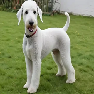bedlington terrier