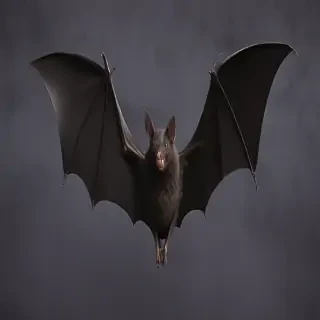 halloween bat pictures