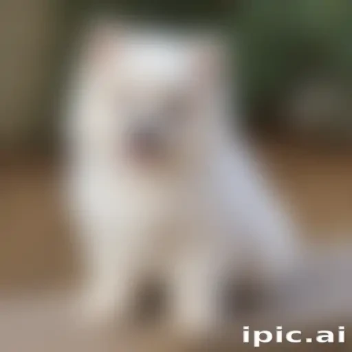 aussiepom dog breed