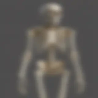 skeleton transparent background