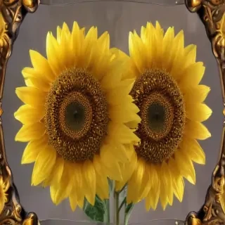 lock screen sunflower wallpaper