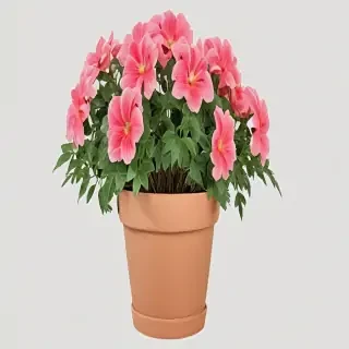 flower pot png