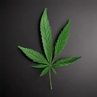marijuana leaf